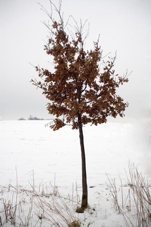 North Oxfordshire